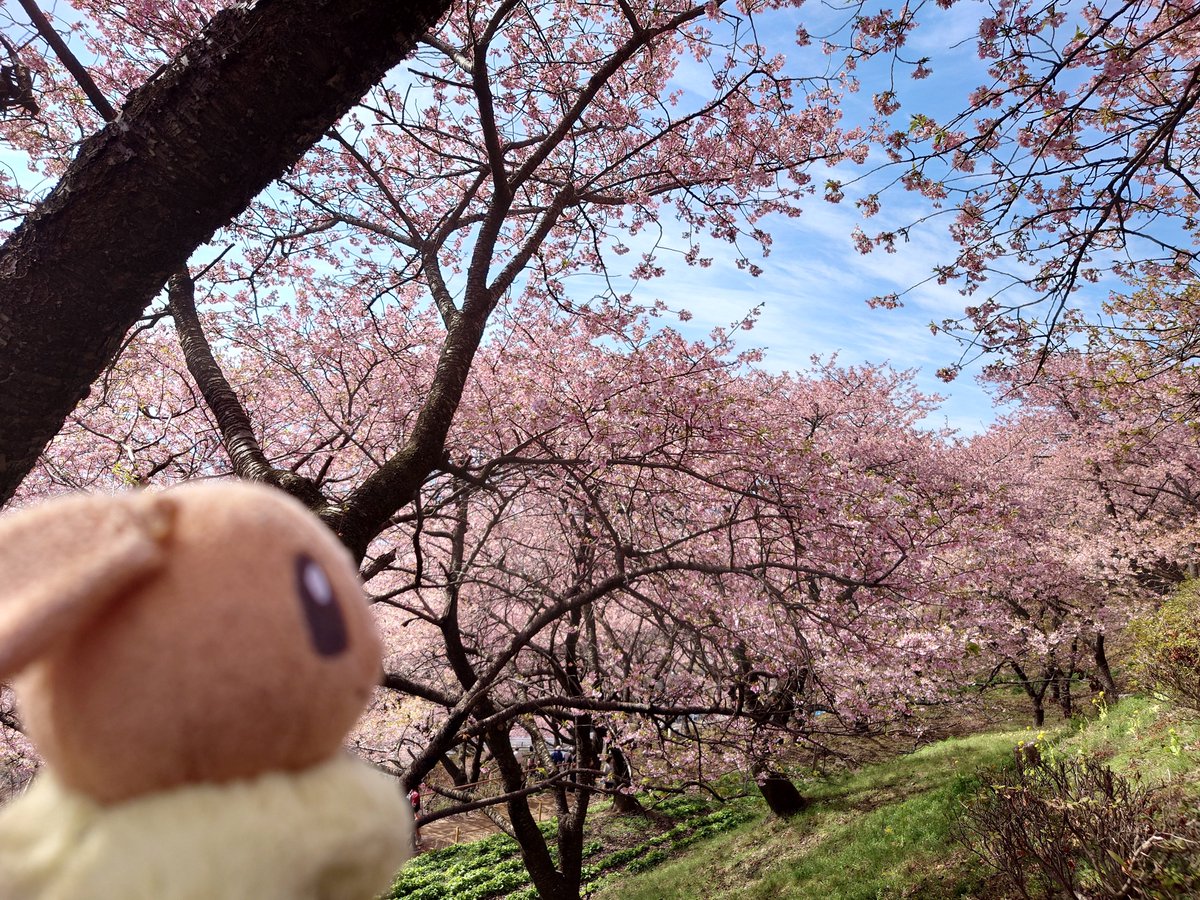 おはようございます☀

その瞳（め）に映したい
春の先駆け🌸

#ぬい撮り #TLを花でいっぱいにしよう