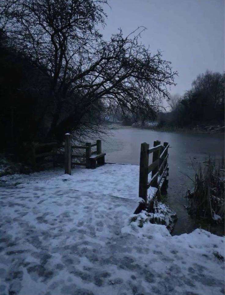 elemmiressoul's tweet image. gloomy forest.