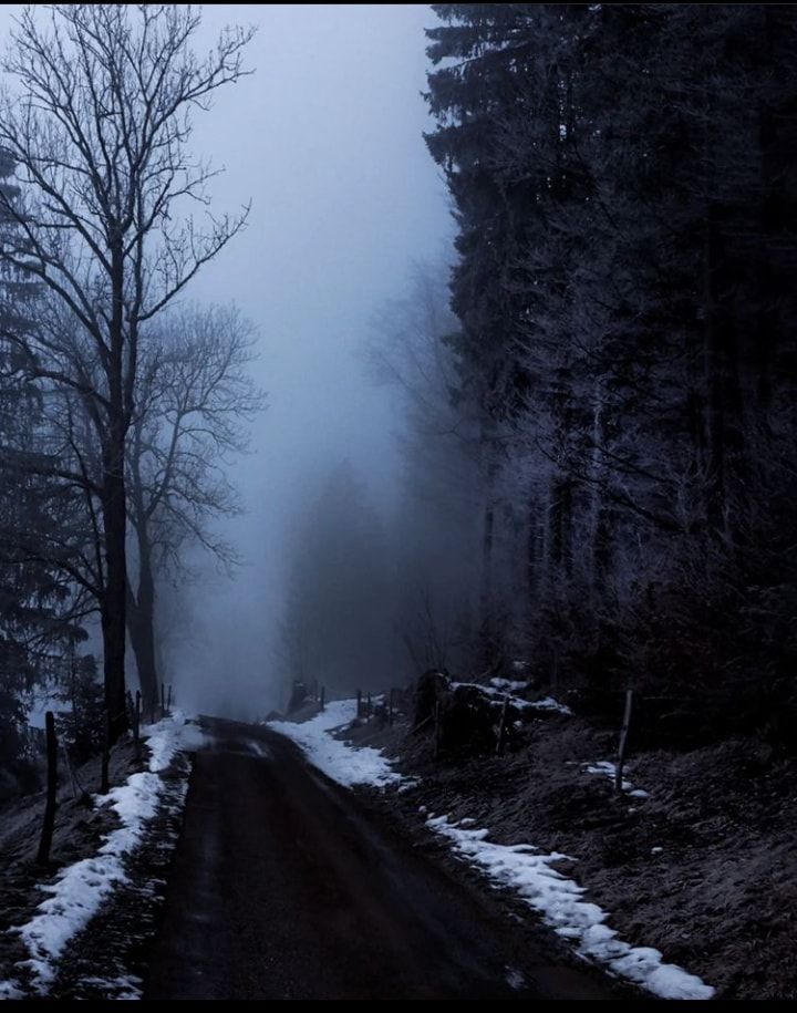 elemmiressoul's tweet image. gloomy forest.