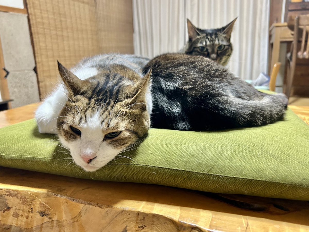 こんにちは、#小栗銀太郎 です！

残りの人生で食べる食事の回数、あと何回あるのだろうか？

どんな状況でもなるべく満足の一食にできるよう、がんばってます。

ある日とその数日後の昼食。

#オリジン弁当＋#セブンイレブン

Enjoy&amp;Respect!!

#弁当
#カップラーメン
#猫😺<a href="/ume_kagu/">梅吉かぐや</a>