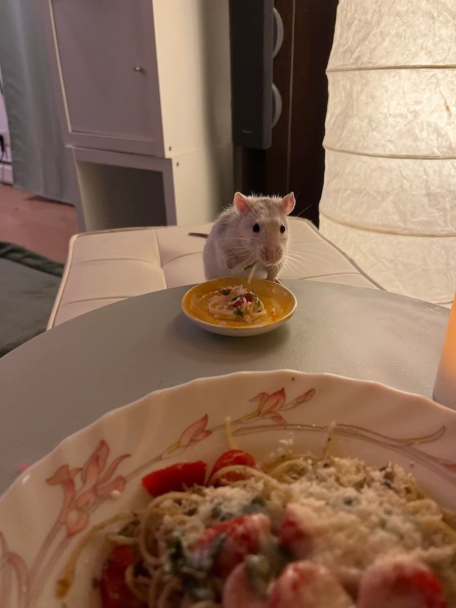 LegalizeRats's tweet photo. First date, kinda nervous https://t.co/7FyKEB2POl