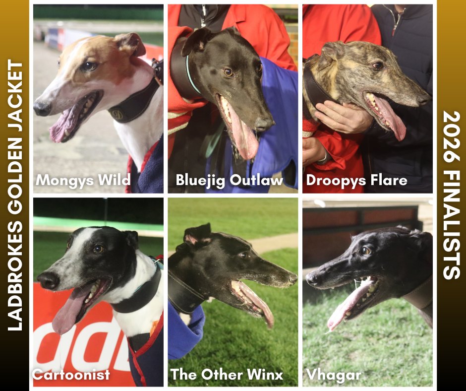 Monmoredogs's tweet photo. A massive CONGRATULATIONS to our 2026 @Ladbrokes Winter Derby and Golden Jacket finalists 👏

Droopys Aladdin, Bruce Bay, Gary The Arb, Bouncing Monarch, Toddys Wolf and Texas Jack are going for Winter Derby glory ❄️

Defending champion Mongys Wild, Bluejig Outlaw, Droopys Flare, Cartoonist, The Other Winx and Vhagar are those battling it out for the Golden Jacket 🥇

Two sensational finals next Saturday night 😊
https://t.co/ILcapq8KWu