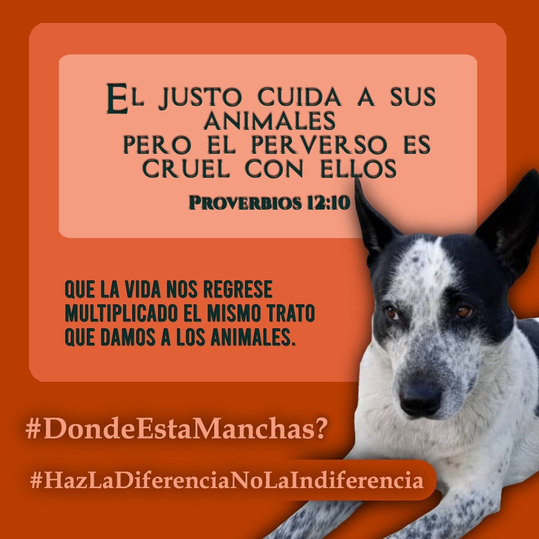 #14Feb. #LaHoraX de #LuluSomosTodos. Que nadie olvide las imágenes de la crueldad. No queremos que se cumpla un deseo, queremos la manifestación de la Justicia. #farmatodo, #DondeEstaManchas? #Seguimos!