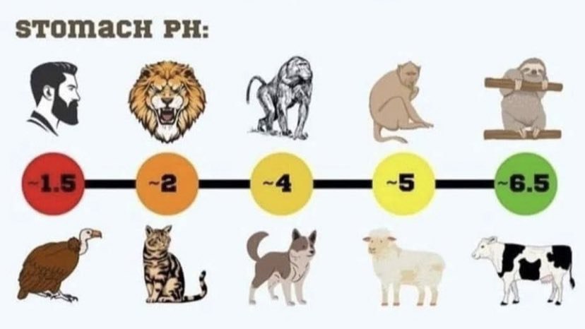 lennartprimal's tweet photo. Our stomach acid PH is lower than that of a lion, we are designed to eat raw meat, even rotten meat. https://t.co/5LIpoY69cY