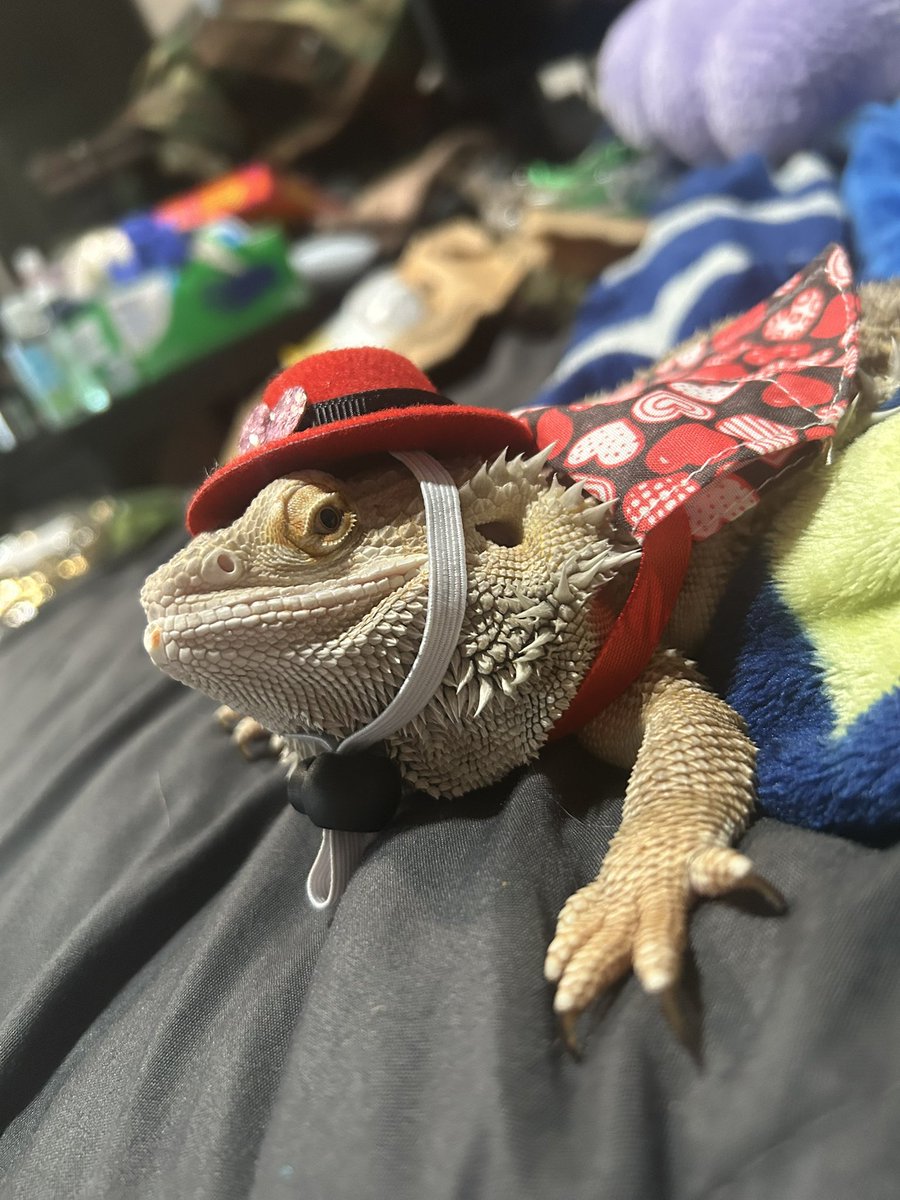 Everyone say happy Valentine’s Day to my son! He dressed up and everything