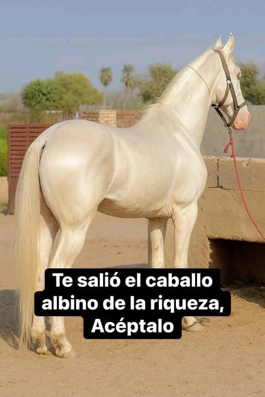 PensamientosX0's tweet image. Acéptalo🤍🍀