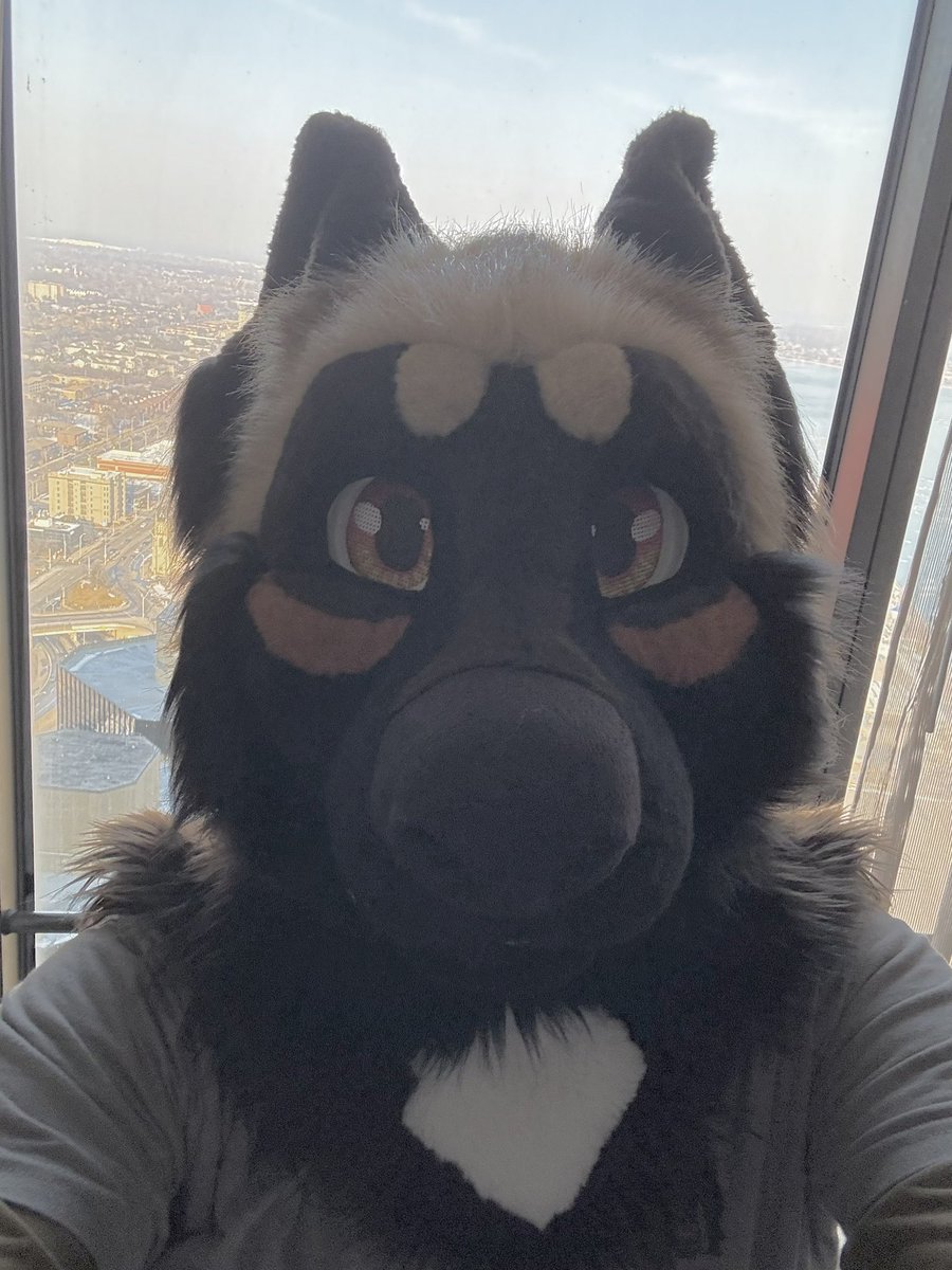 Dog is at MCFC the rest of today through Monday morning. Come find me! (Sorry for the terrible lighting XD)