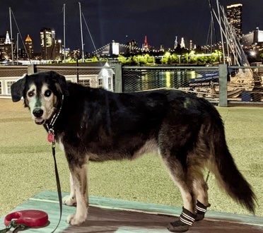 AXEL IS MISSING IN BROOKLYN: last seen near Warren St and Court St. He's 40 pounds and chipped: 985113009812026. If you've seen or found him please call 888-466-3242 and PLEASE RT AXEL!