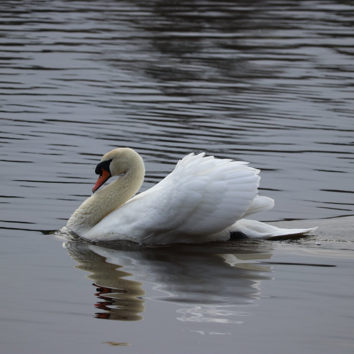 TTNewbridge's tweet image. #Muteswan with raised wings to catch a breeze - windsurfing gracefully along the water’s surface.

Helped by a little under water #paddlepower

Ireland's largest bird eat water plants, graze on land &amp;amp; feed on small amphibians, snails &amp;amp; insects so please don’t feed them bread.