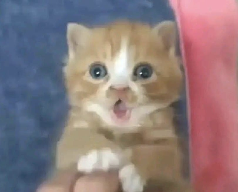 Here´s drawing tweet media