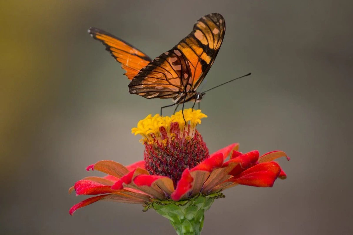 DTNEtiquette's tweet image. Feeling like a butterfly as I seamlessly float along from project to project...ah, my clients are reaping the benefits of my soft skills training and that makes me extra happy! ~ #DTN #SoftSkillsTraining #EQ #PeopleSkillsMatter