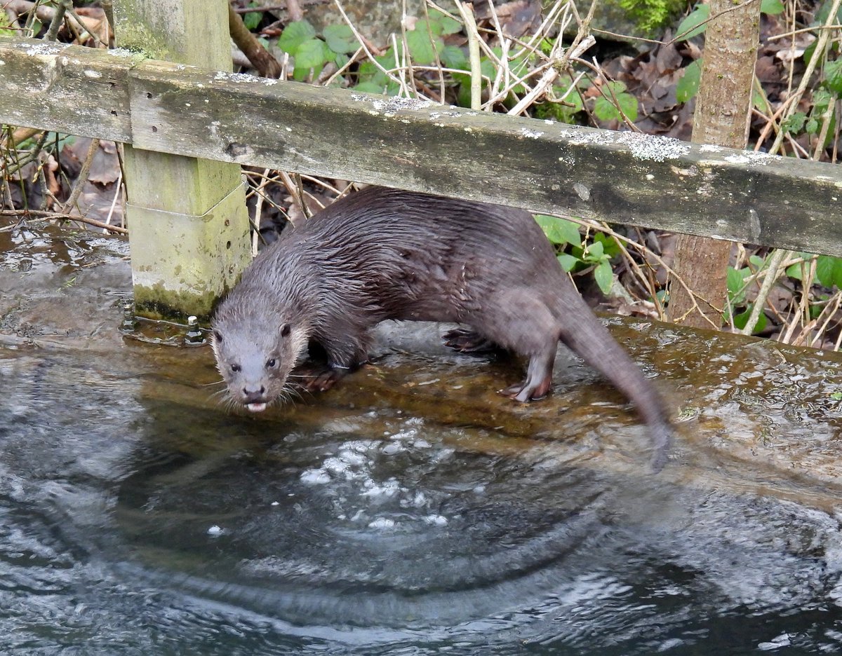 Mike King🦉🐺 tweet media