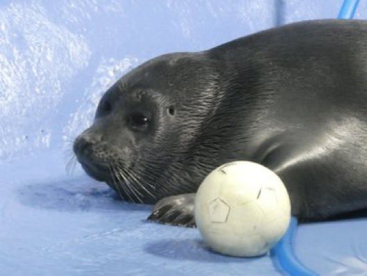 Niko’s valentine is his ball 🤍