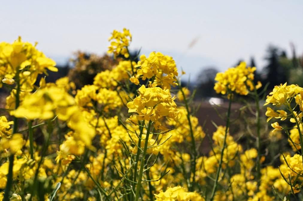 おはようございます。
今日2月15日は春一番名付けの日です。
1859年に壱岐郷ノ浦の漁師53人が五島沖で突風に遭い全員が死亡し、これが「春一番」とされていることに由来するとか。
悲惨な事故が語源だったんですね。
#おはよう #春一番 #春一番名付けの日 #今日は何の日 #2月15日