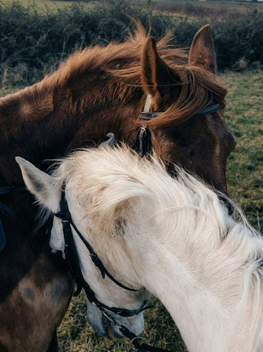 poetical photos. (@poeticalphotos) on Twitter photo 