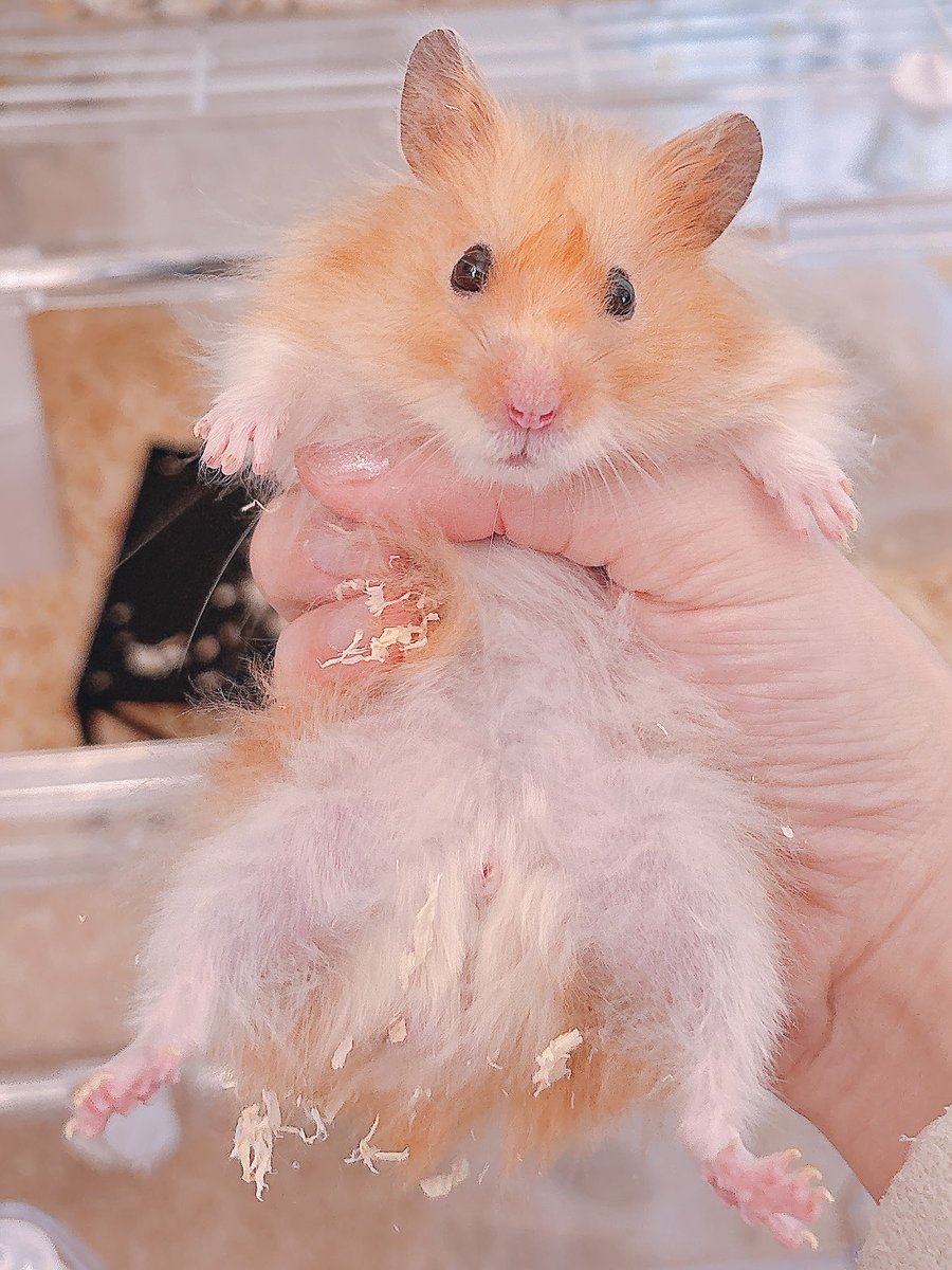 Post by ハムちゃん🐹 on X: ｵﾊﾁｬﾝ