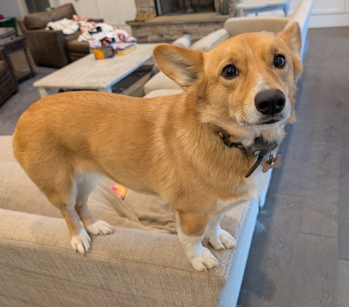 AustinJabaley's tweet photo. @spacej_me Same. Liz has the biggest bark on random nothings! She's also queen of everything! Hi Bolt👋 https://t.co/6zl1BkH6Rd