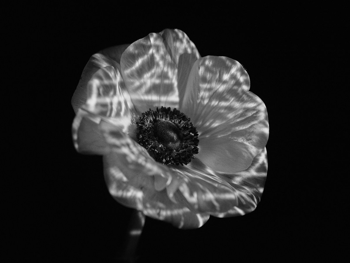 CARDELUCCI tweet media