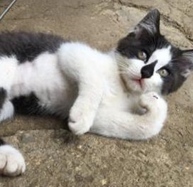 simiche's tweet image. 鞄が美しい 👨‍🦱