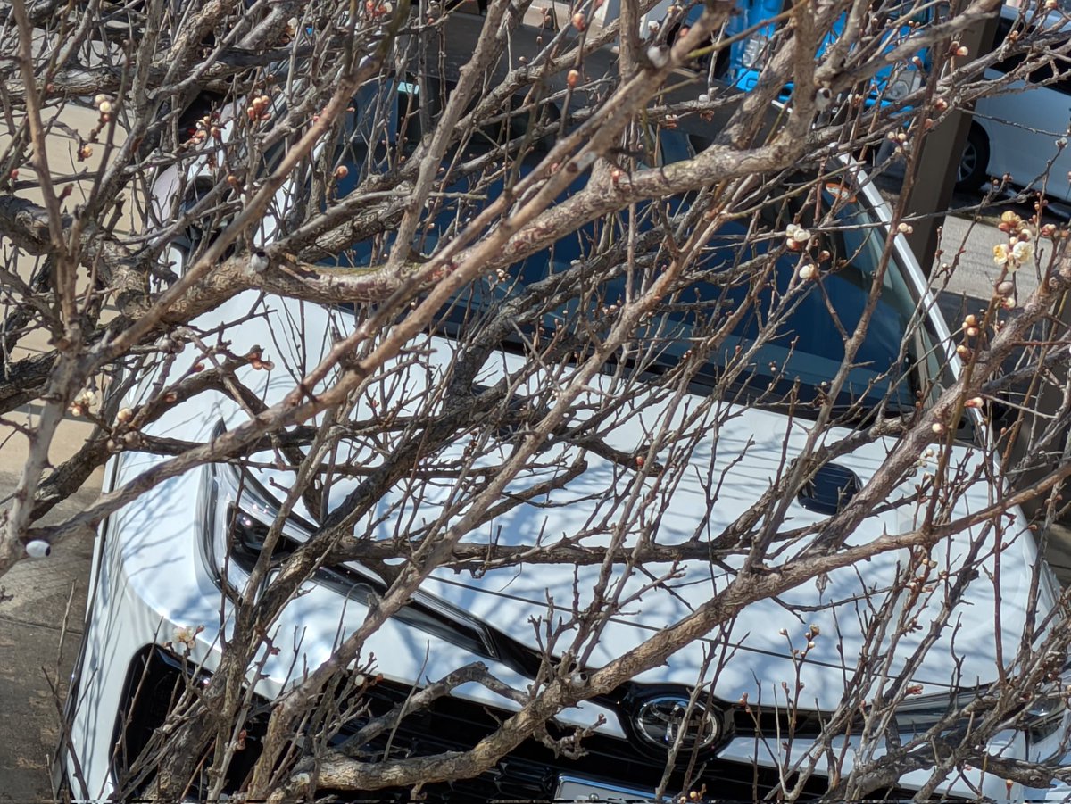 GR_coro's tweet photo. 陽気な天気の日曜日。
久ぶりの洗車…😀
我が家の梅の木の花🏵️が咲き始めてることに気付いて驚きました…😳。
春が来るんですかねー☺️。 https://t.co/xWXLF4vrkP