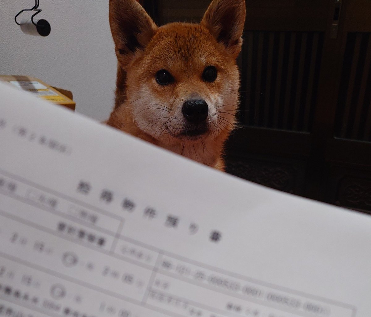 NoaPono's tweet photo. 財部交番へ届出済です。
若い雌の柴犬(mix?)で
黒い首輪(首輪に手がかりナシ)
放浪が長かったのかかなり痩せてます。
飼い主さんが見つかるまで我が家で預かることになりました。 https://t.co/yuqbYqp0oH