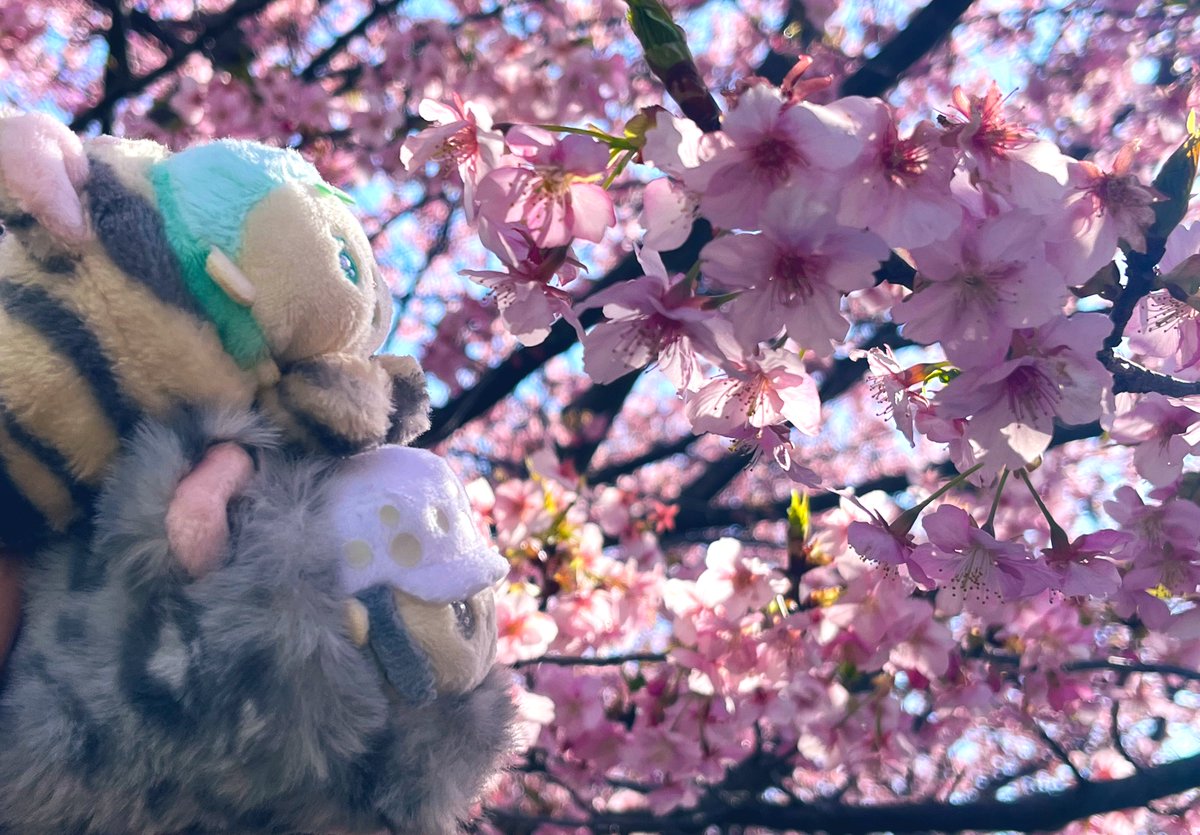 もちろんむぎちゃんも一緒だよ🌸