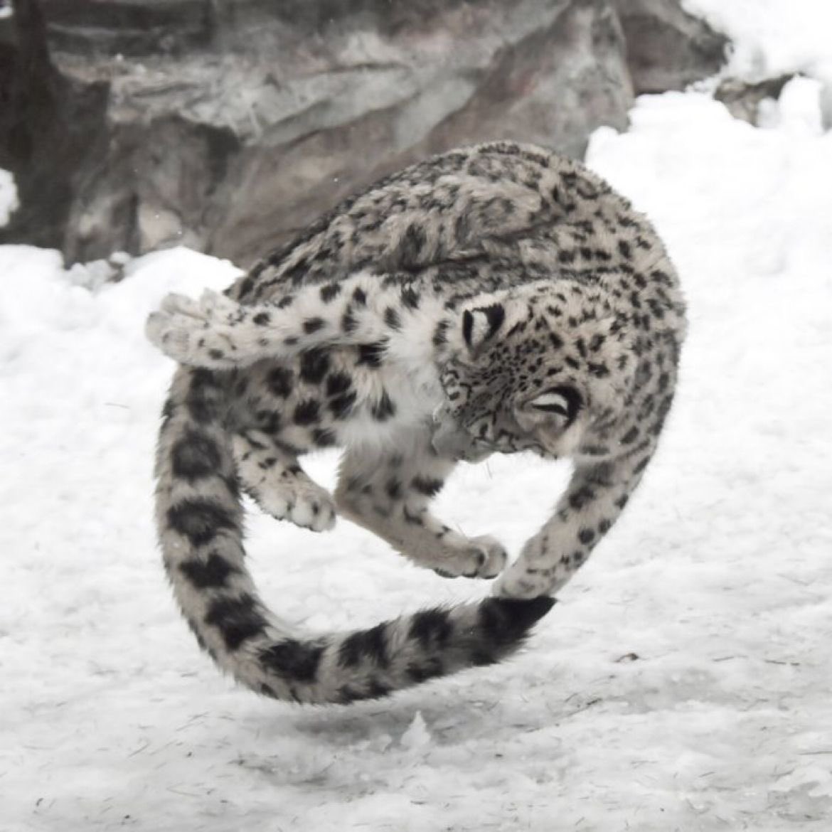 gougaronline's tweet image. check out this awesome move