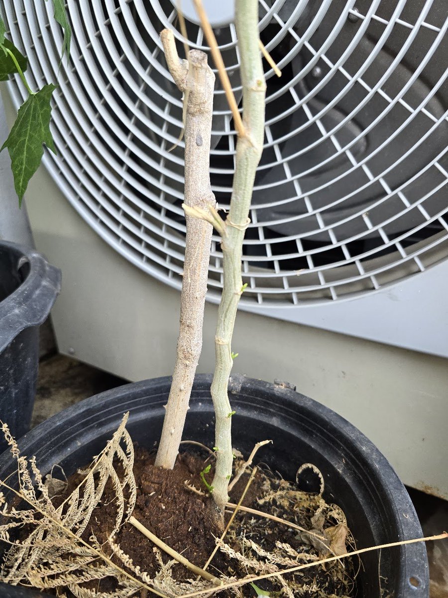 ยัยชะอมนี่ก็อึดเอาเรื่องอยู่นะ

คือนางมาตายอีกรอบ เพราะยัยตำลึง พอเราดึงถอนส่วนที่มันรก มันไปดึงสายสปริงเกอร์ออก นางเลยแห้งตาย...

นี่ถอดใจละ จะมาเอานางไปทิ้ง
เอ๊าาาา แทงหน่อใหม่ออกมาแล้วว่ะ

นางอึดเอาเรื่องงงงงงง