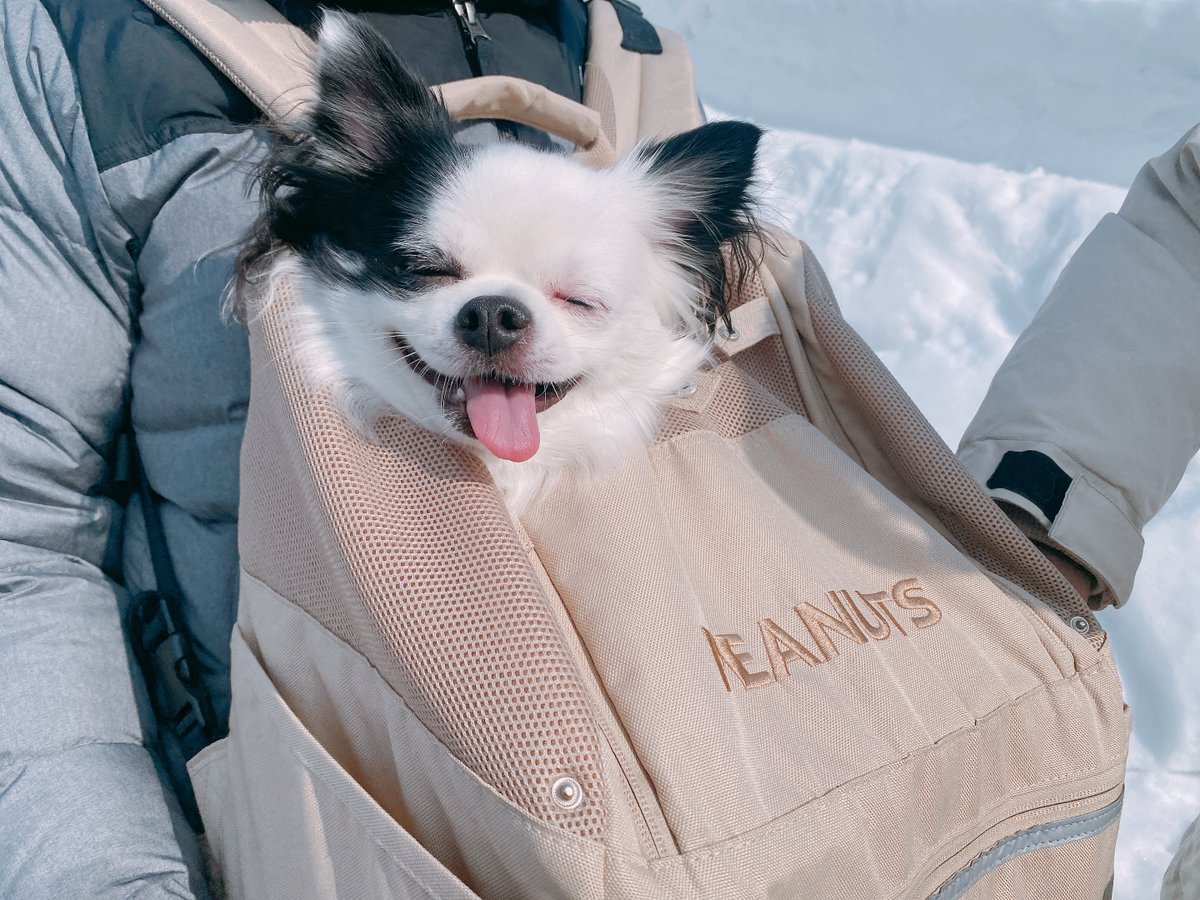 tmtm2126's tweet photo. お出かけ🐶

#チワワ https://t.co/jNvtz23DYJ