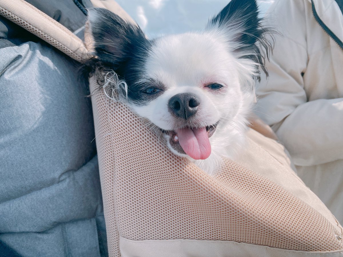 tmtm2126's tweet photo. お出かけ🐶

#チワワ https://t.co/jNvtz23DYJ
