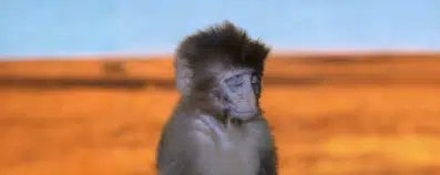 AshNoirX's tweet photo. Relaxed Monkey going so viral on TikTok and is so memeable:
https://t.co/k0GRYOWesI
People on comments going crazy, cuz it looks like relaxed dog meme
Markets crashing, Stay chill like this Monkey
11months ago we saw the relaxed dog go to 15M now we have $Aboo the relaxed monkey https://t.co/kxD4IPlmm0