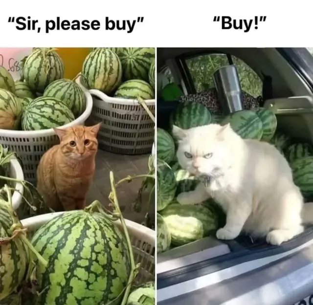 The Pets 𝕏 (@thepetsx) on Twitter photo 