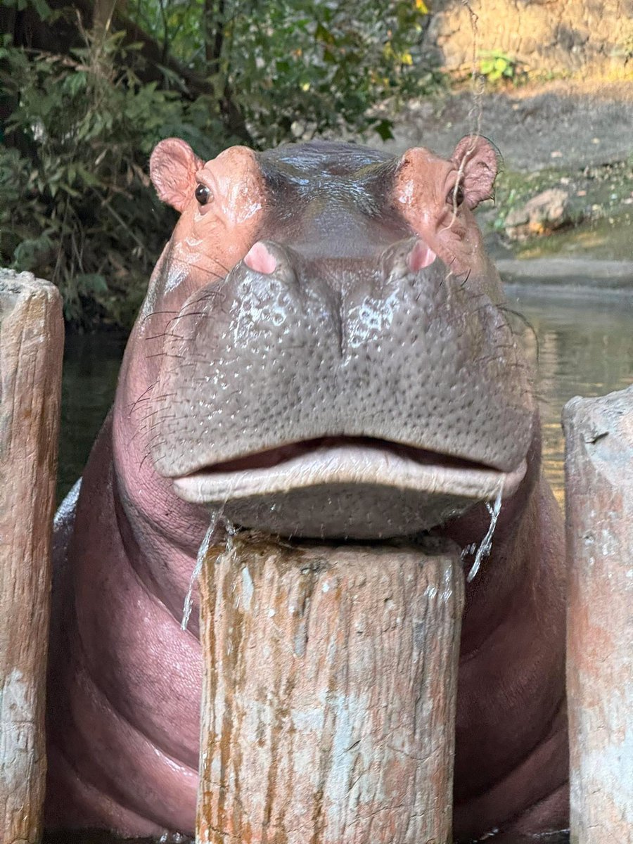 15 Feb hippo day 
วันนี้ วันฮิปโป #hippo #PygmyHippo #ขาหมูแอนด์เดอะแก๊ง #หมูเด้งเด้งกี่โมง #Moodeng #พี่ขาหมู #สวนสัตว์เปิดเขาเขียว