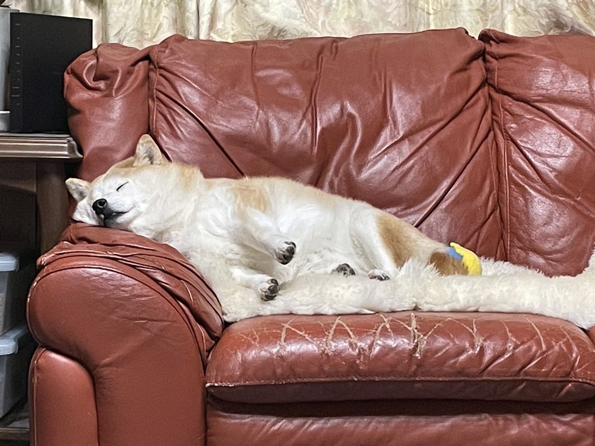 🐾