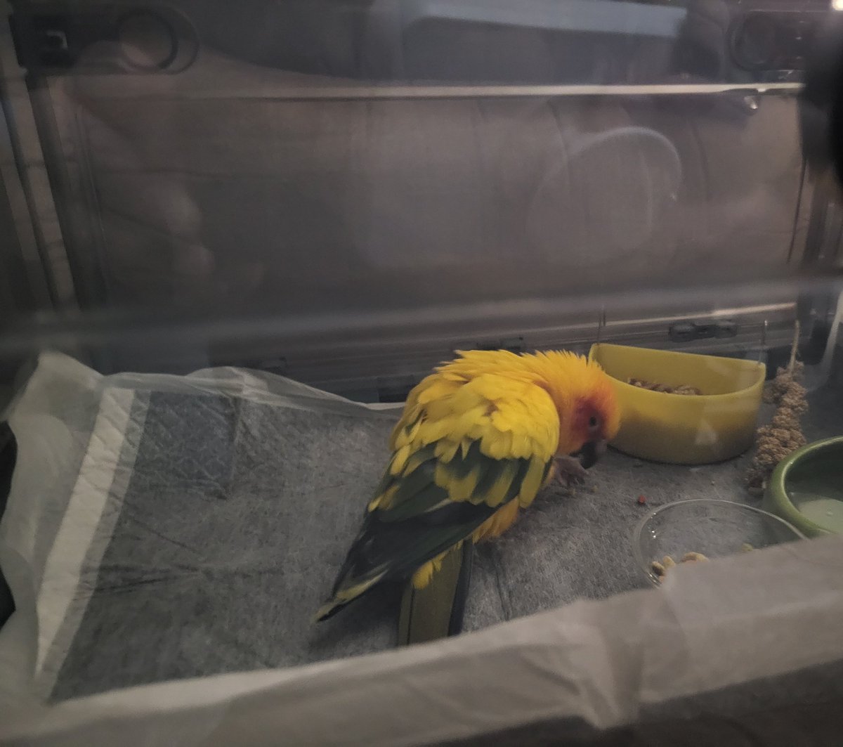 Pepper and Pals tweet media