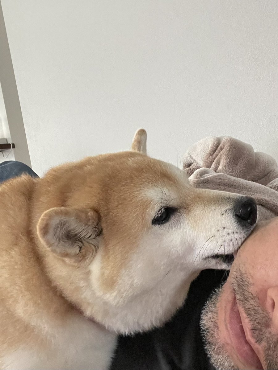 とーちゃんの顔を舐めるのが日課🐶

ほっぺが持ち上がってしまうほどの
ベロパワー👅

ベロ戦闘力1,200くらいでしょうか
サイバイマンくらい

#柴犬 #柴犬くるみ #柴犬のいるくらし