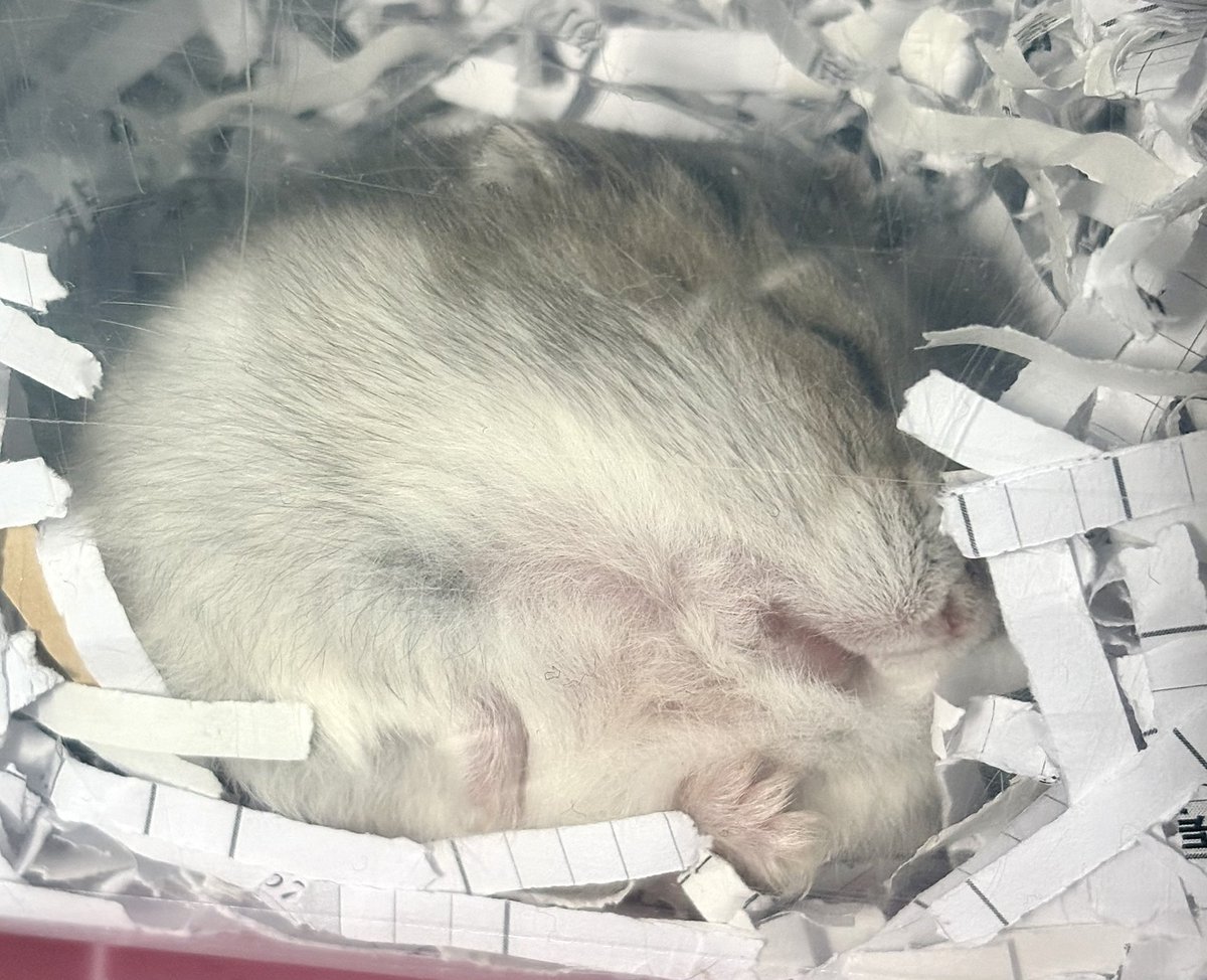 お昼寝マメさん(  ¯꒳​¯ )ᐝ