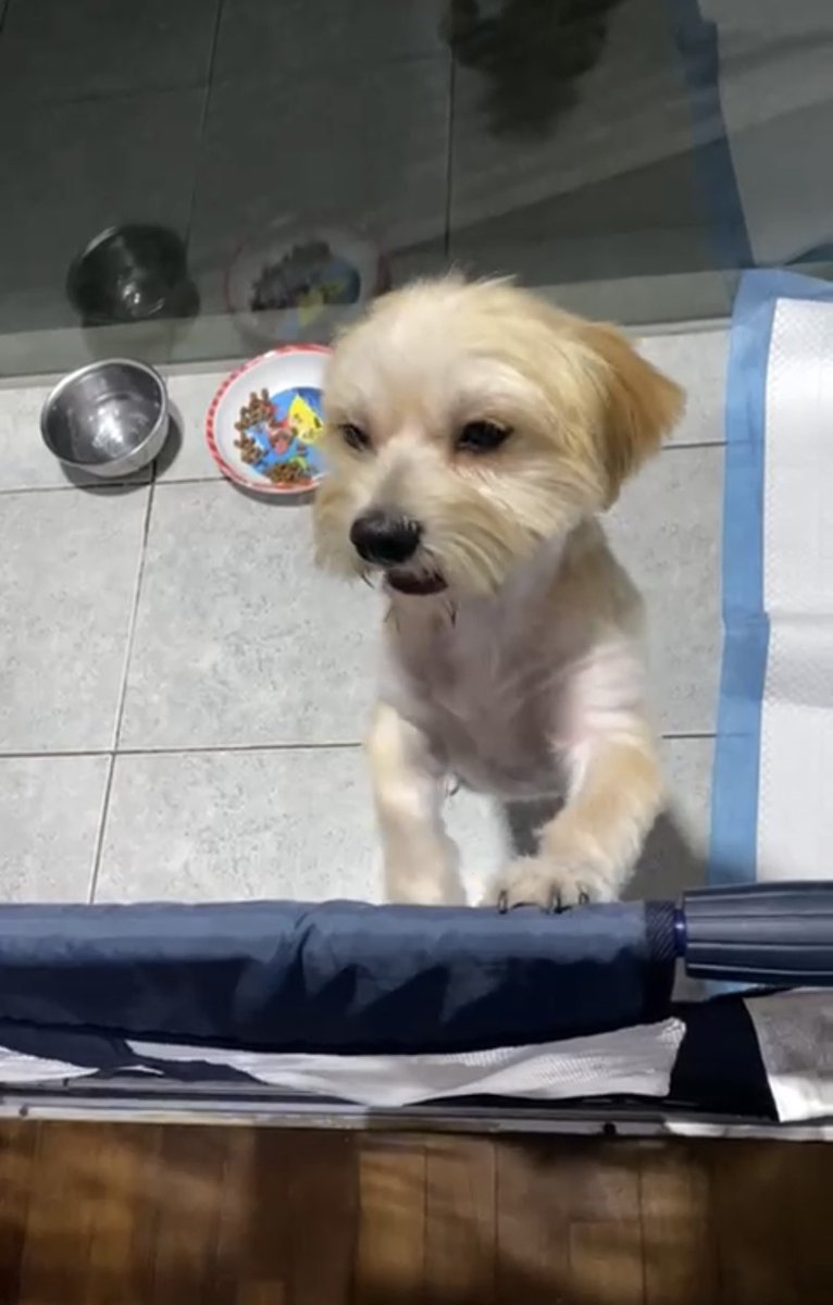 cosmovioleta's tweet photo. Este perrito fue arrojado a la basura dentro de una caja,  pero por suerte una señora de reciclaje lo encontró.  
Ahora está a buen recaudo con una amiga, pero necesita ser adoptado. 
Ya fue al vet y está sano, tiene aprox dos años. 
Comunicarse al 973 893 746, Betty Pérez. https://t.co/rAPT2R8YMh