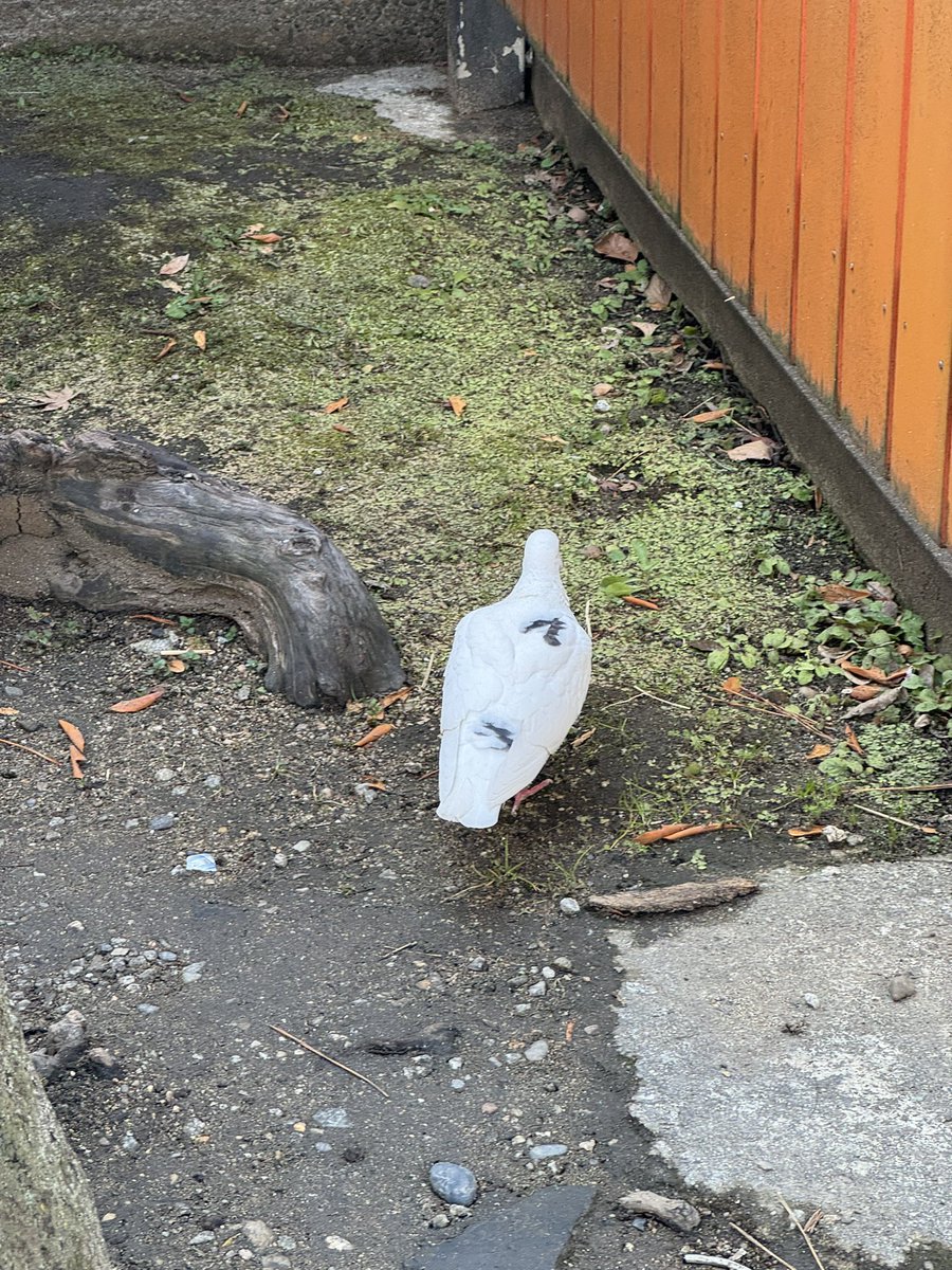 F_ever7's tweet photo. 大阪住吉大社⛩️
参拝中に「Ｖ」を背負った白鳩さんが前を横切ってテクテク🐦💕可愛い😍

何か良い事ありますか？
あります様に🌈
皆様にもあります様に💜 https://t.co/7gK1r3PVr1