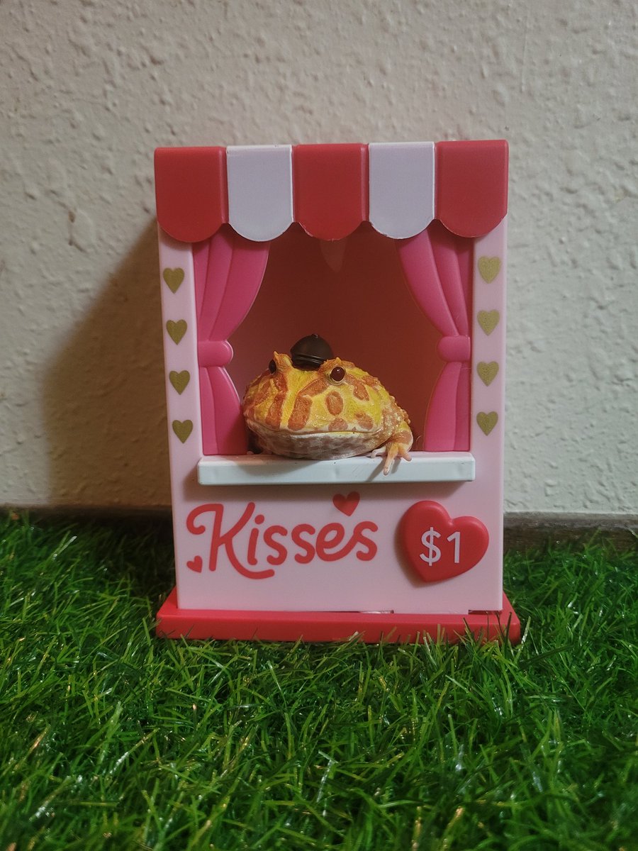 Jinshi the albino pacman frog wishes everyone a happy Valentines Day.  #Jinshi #happyvalentinesday❤️ #frog
