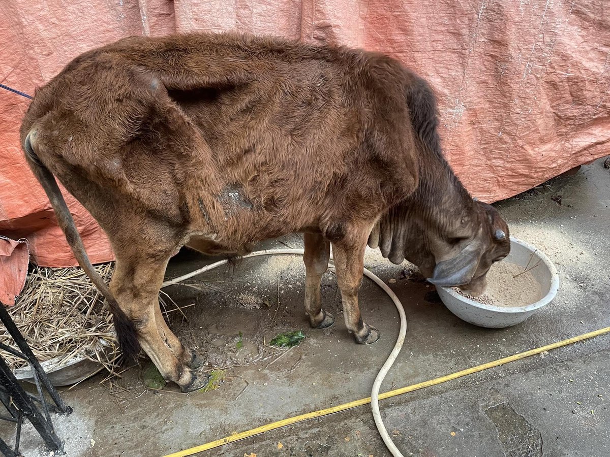 This is a picture taken today of Hanuman the bull, who we used to call as "Boney Cow" when he first arrived at our goshala in 2024 because of how skinny he was. He is now almost as tall as a human.