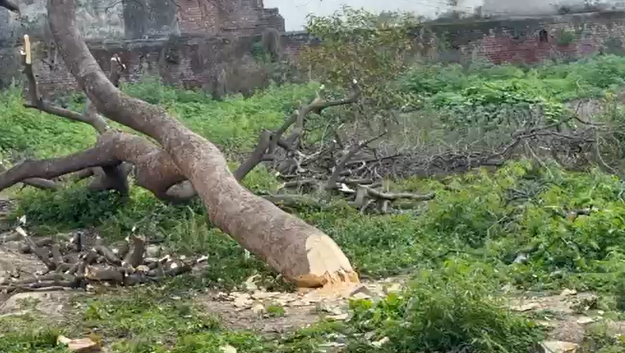 bstvlive's tweet image. मुज़फ्फरनगर : वन माफियों ने काट दिए बरगद के पेड़

➡वक्फ बोर्ड की जमीन पर थे पेड़
➡मुस्लिम लोगों पर पेड़ कटवाने के आरोप
➡खतौली तहसील क्षेत्र का मामला

#Muzaffarnagar #TreeCutting #WaqfBoard @muzafarnagarpol