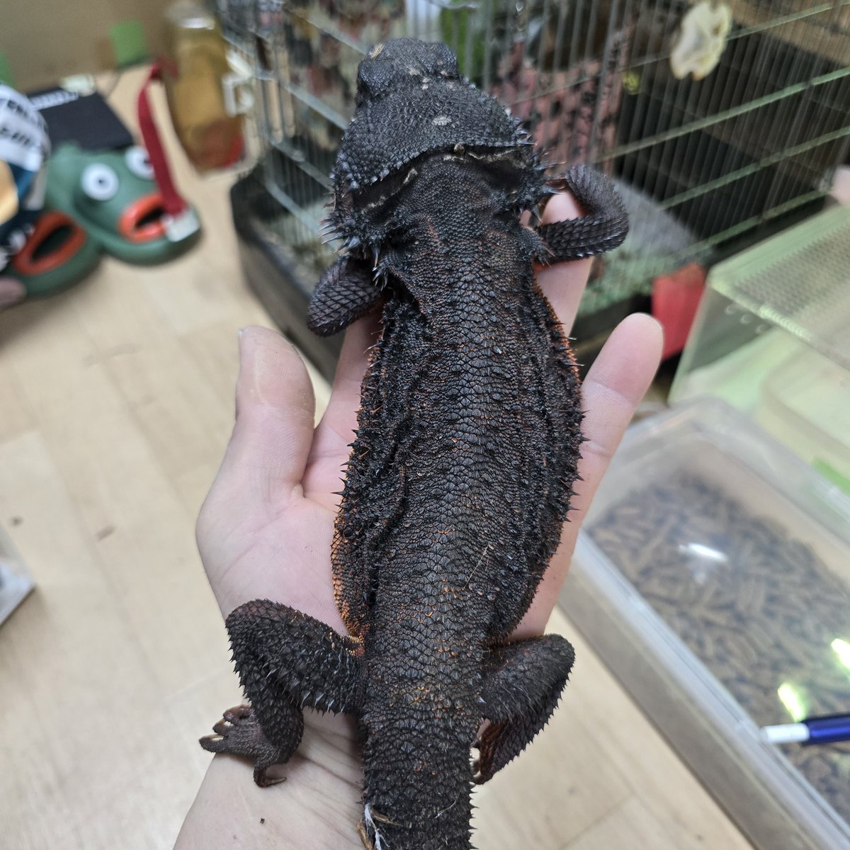 ago_ikimono's tweet photo. 信じられない位真っ黒なフトアゴヒゲトカゲ入荷いたしております😁😁トランスなしで究極に真っ黒野郎になります😜😜 https://t.co/ut929MUIhd