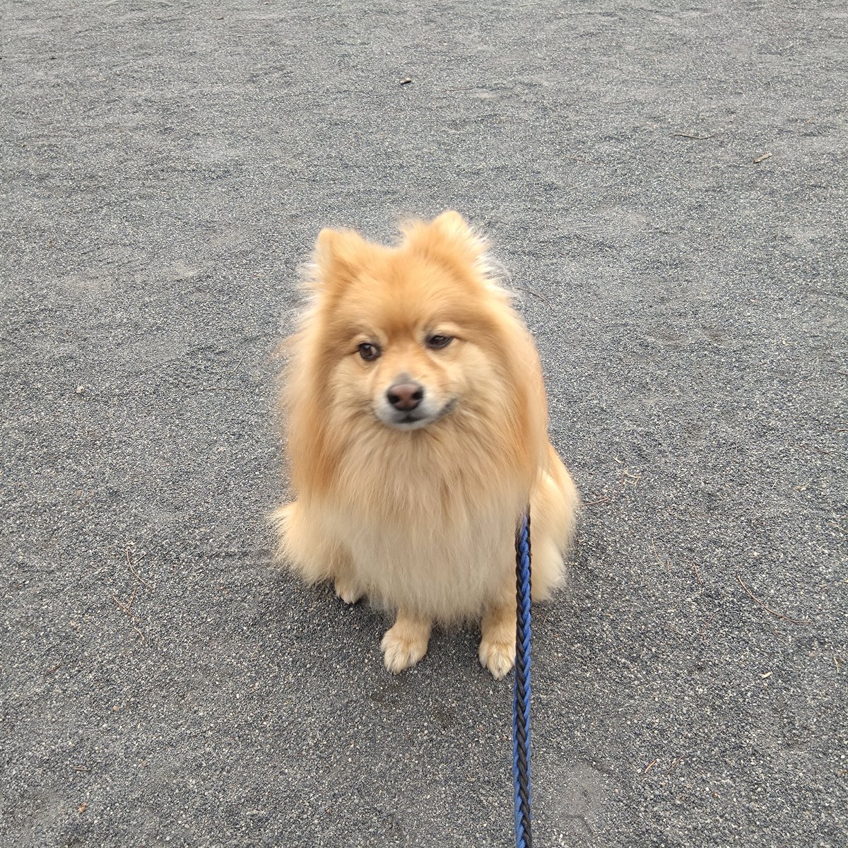 lobo_ike's tweet photo. ロボが自分で選んだ道を歩いただけで約2時間の散歩。よく歩く子。 https://t.co/Yifj5lh2pW