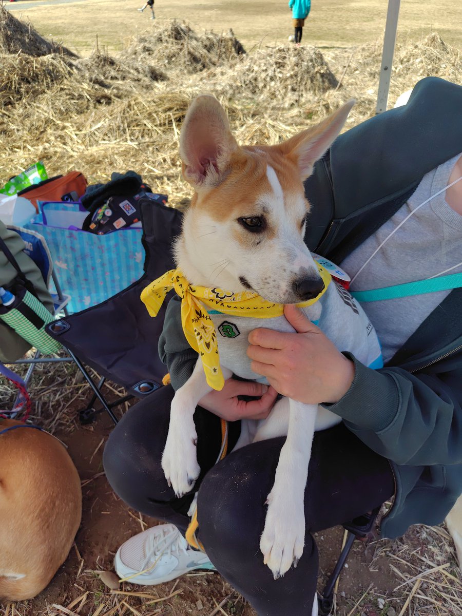 ちばわん(犬猫保護) tweet media