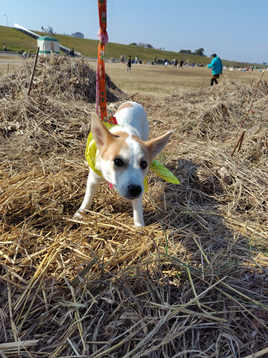 ちばわん(犬猫保護) tweet media