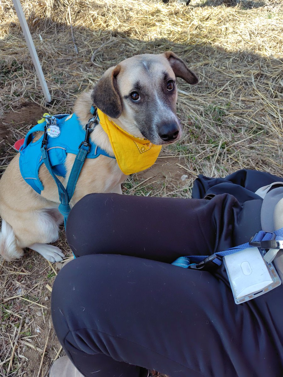 ちばわん(犬猫保護) tweet media