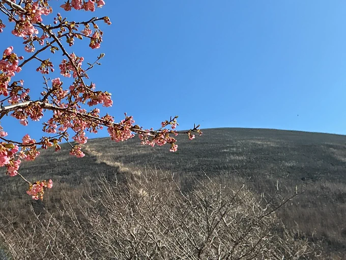 河津桜と焼きたての大室山とチャ