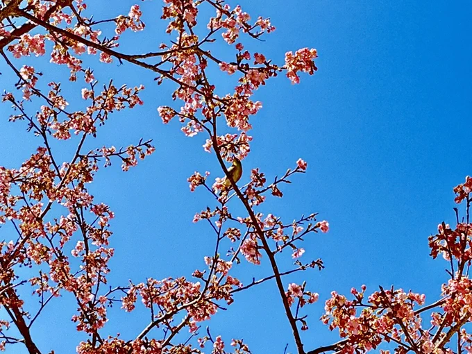 河津桜と焼きたての大室山とチャ