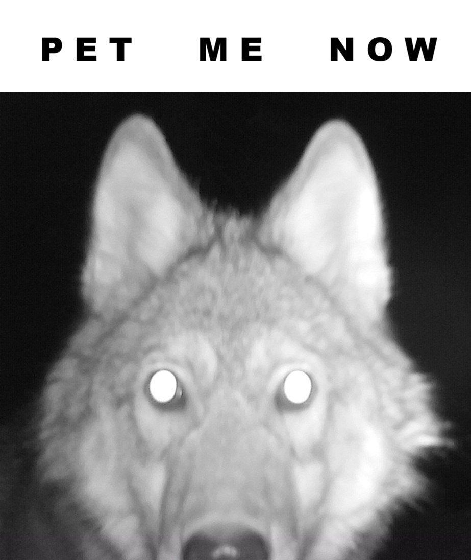 Some Kind of Wolf tweet media